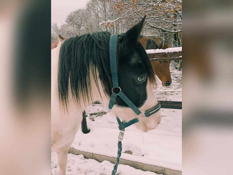 Lewitzer Mix Merrie 6 Jaar 138 cm Gevlekt-paard in Wermelskirchen