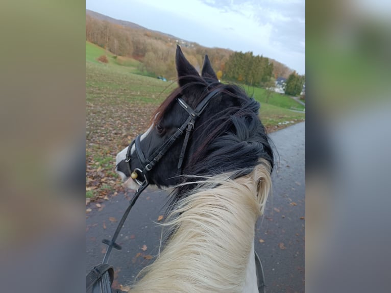 Lewitzer Mix Merrie 6 Jaar 138 cm Gevlekt-paard in Wermelskirchen