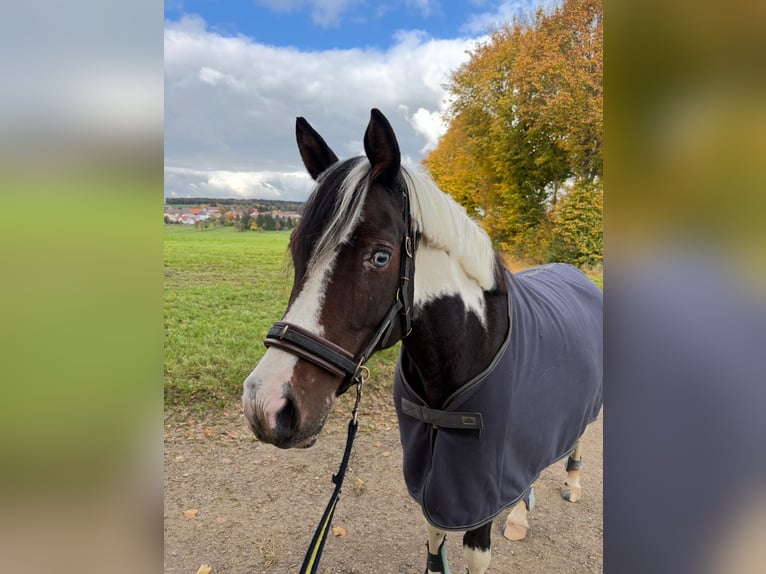 Lewitzer Merrie 6 Jaar 150 cm Gevlekt-paard in Aalen