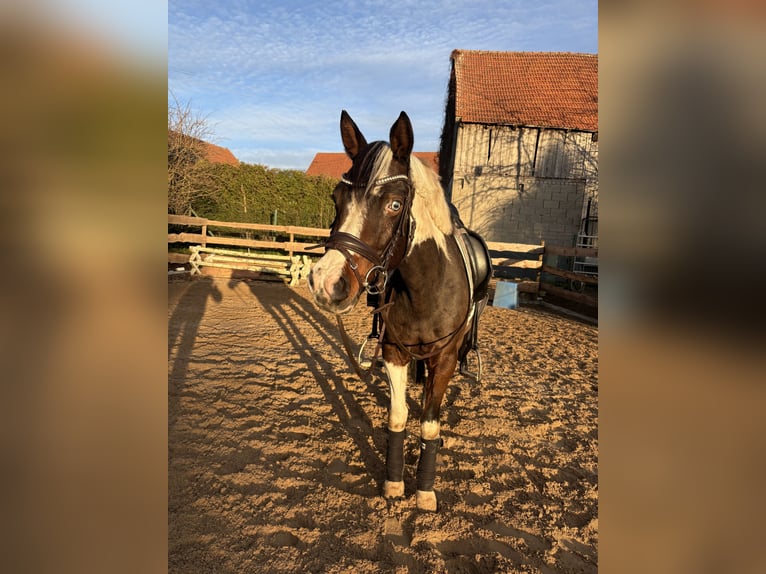 Lewitzer Merrie 6 Jaar 150 cm Gevlekt-paard in Aalen