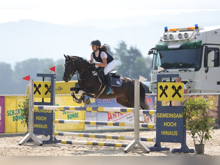 Lewitzer Merrie 7 Jaar 144 cm Gevlekt-paard in Altenfelden
