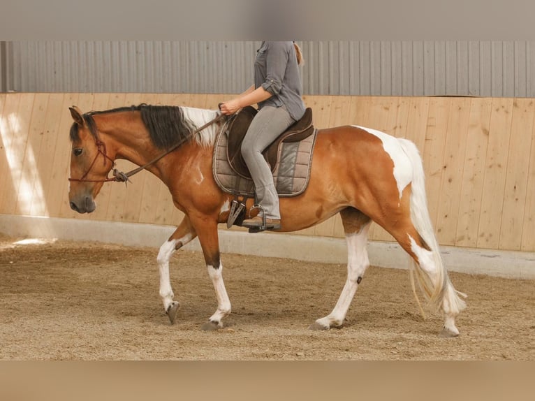 Lewitzer Merrie 7 Jaar 145 cm Gevlekt-paard in Varrel