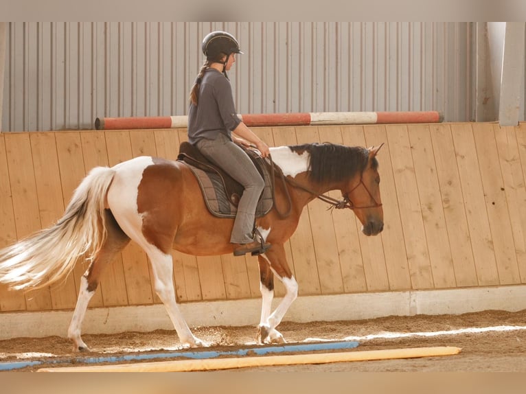 Lewitzer Merrie 7 Jaar 145 cm Gevlekt-paard in Varrel