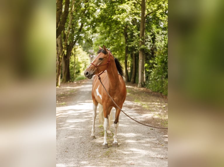 Lewitzer Merrie 7 Jaar 145 cm Gevlekt-paard in Varrel