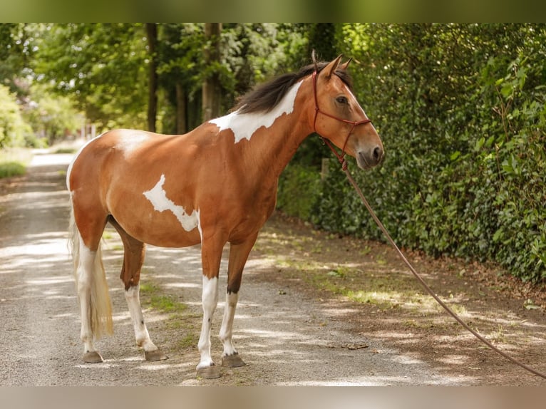 Lewitzer Merrie 7 Jaar 145 cm Gevlekt-paard in Varrel