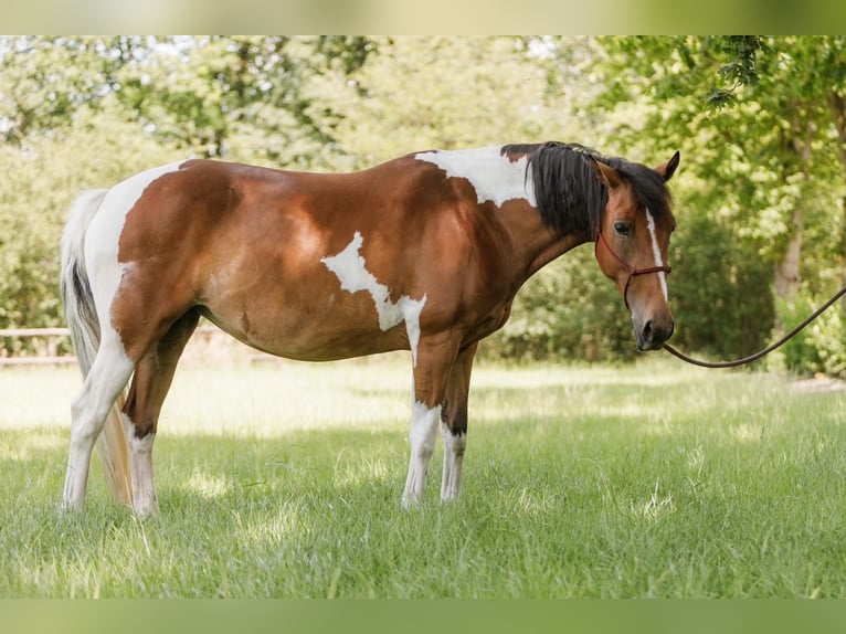 Lewitzer Merrie 7 Jaar 145 cm Gevlekt-paard in Varrel