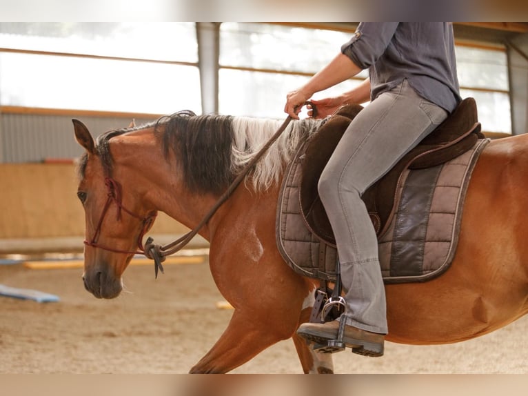 Lewitzer Merrie 7 Jaar 145 cm Gevlekt-paard in Varrel