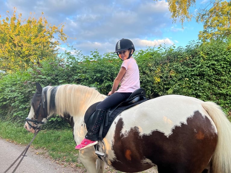 Lewitzer Merrie 7 Jaar 151 cm Gevlekt-paard in Reutlingen