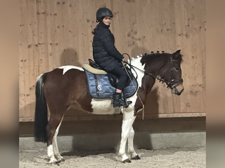 Lewitzer Mix Merrie 8 Jaar 128 cm Gevlekt-paard in Riedlingen