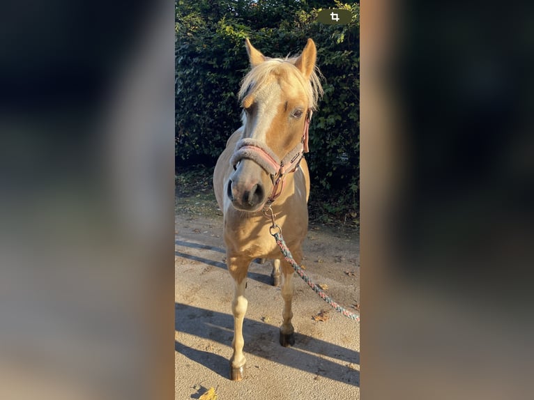 Lewitzer Mix Merrie 8 Jaar 132 cm Gevlekt-paard in Norderstedt