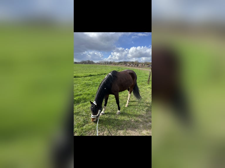 Lewitzer Mix Merrie 8 Jaar 133 cm Gevlekt-paard in SeedorfSeedorf