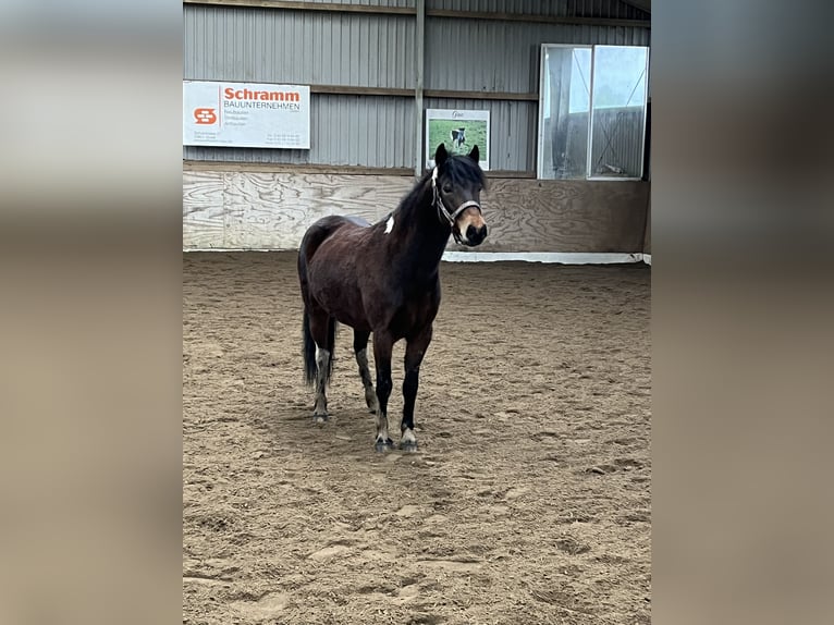 Lewitzer Mix Merrie 8 Jaar 133 cm Gevlekt-paard in SeedorfSeedorf