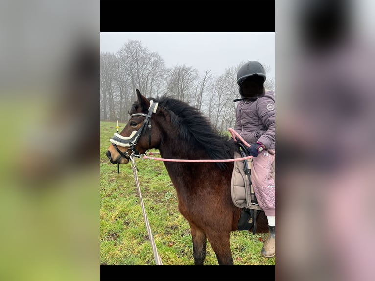 Lewitzer Mix Merrie 8 Jaar 133 cm Gevlekt-paard in SeedorfSeedorf