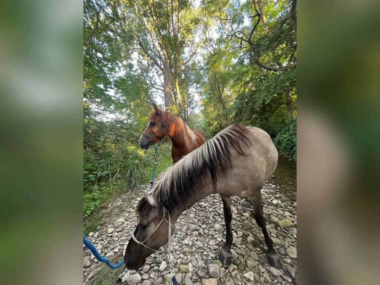 Lewitzer Mix Merrie 8 Jaar 138 cm Gevlekt-paard in Bad Krozingen