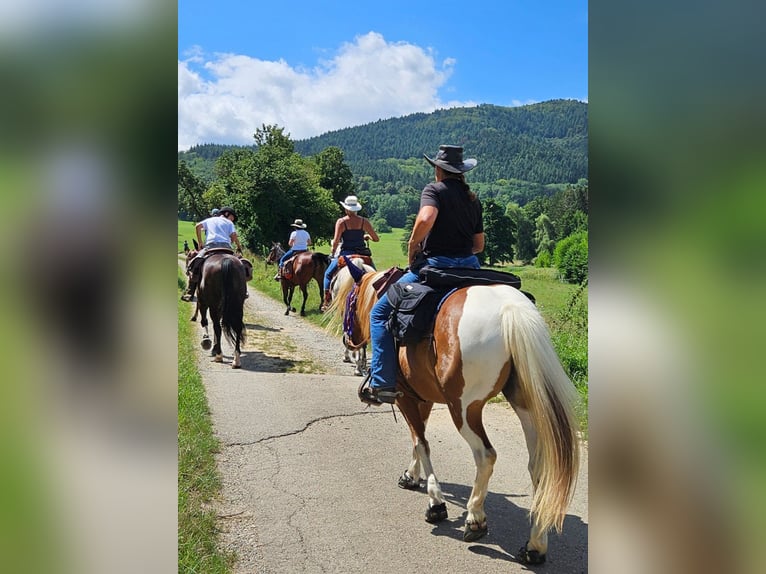 Lewitzer Mix Merrie 8 Jaar 138 cm Gevlekt-paard in Bad Krozingen