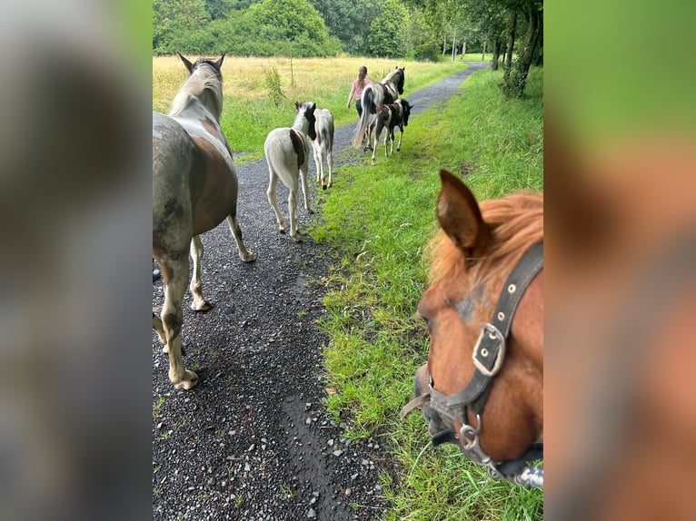 Lewitzer Merrie 8 Jaar 139 cm Gevlekt-paard in Streithausen