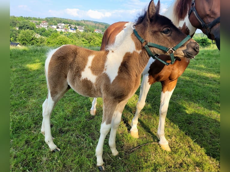 Lewitzer Merrie 8 Jaar 139 cm Gevlekt-paard in Streithausen