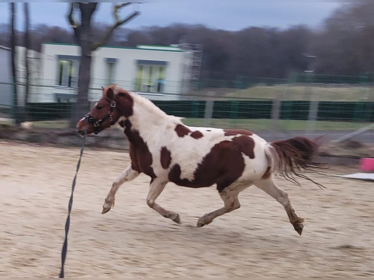 Lewitzer Merrie 8 Jaar 139 cm Gevlekt-paard in Streithausen