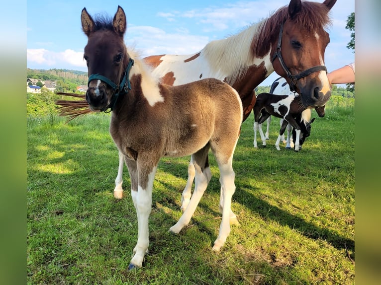 Lewitzer Merrie 8 Jaar 139 cm Gevlekt-paard in Streithausen