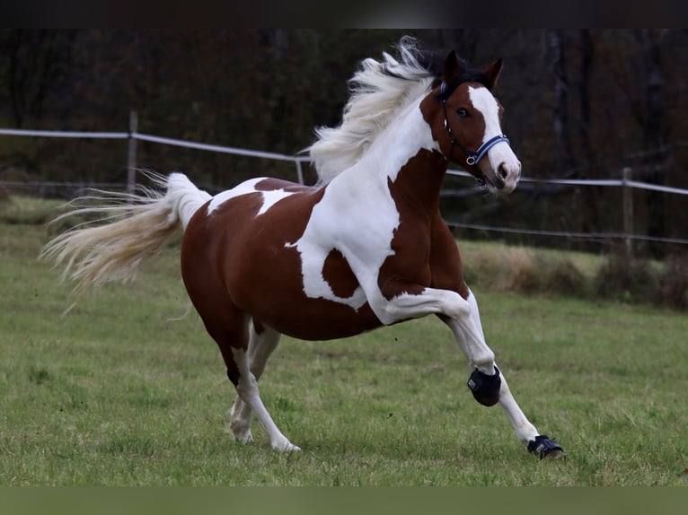 Lewitzer Mix Merrie 8 Jaar 144 cm Gevlekt-paard in Geretsried
