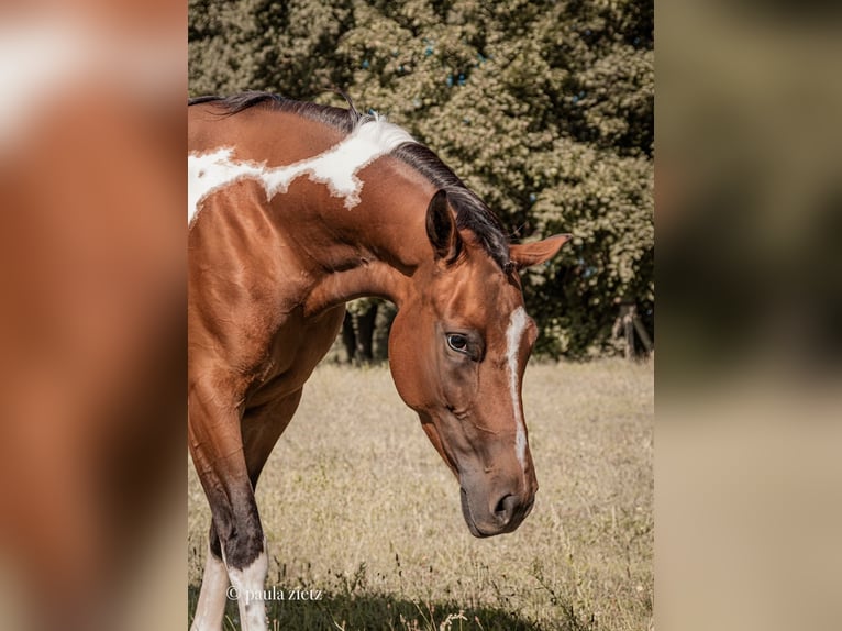 Lewitzer Merrie 8 Jaar 147 cm Tobiano-alle-kleuren in Perleberg