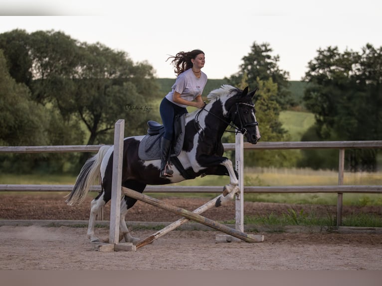 Lewitzer Mix Merrie 8 Jaar 155 cm Gevlekt-paard in Dorfen