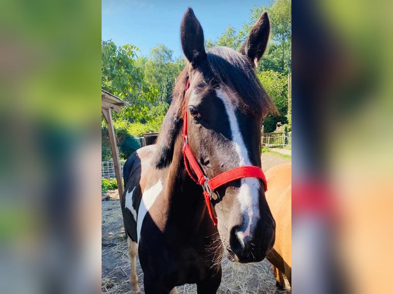 Lewitzer Merrie 9 Jaar 149 cm Gevlekt-paard in Norderstedt