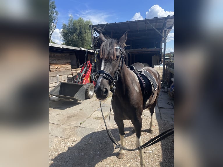 Lewitzer Merrie 9 Jaar 149 cm Gevlekt-paard in Norderstedt