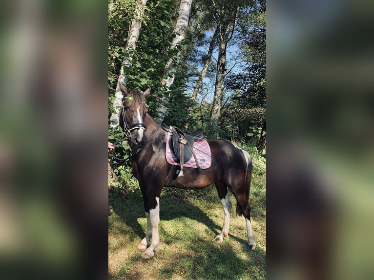 Lewitzer Merrie 9 Jaar 149 cm Gevlekt-paard in Norderstedt