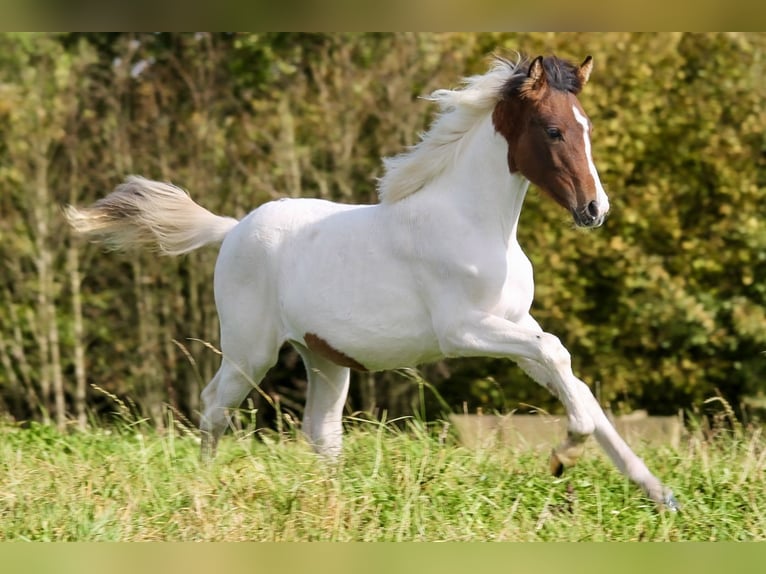 Lewitzer Merrie veulen (03/2024) 145 cm Gevlekt-paard in Siegen