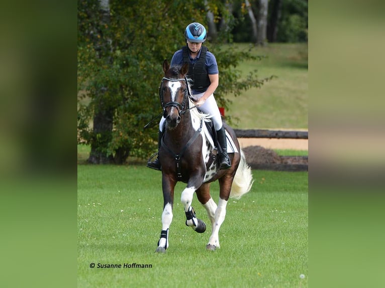 Lewitzer Merrie Veulen (05/2025) 148 cm Tobiano-alle-kleuren in M&#xF6;rsdorf