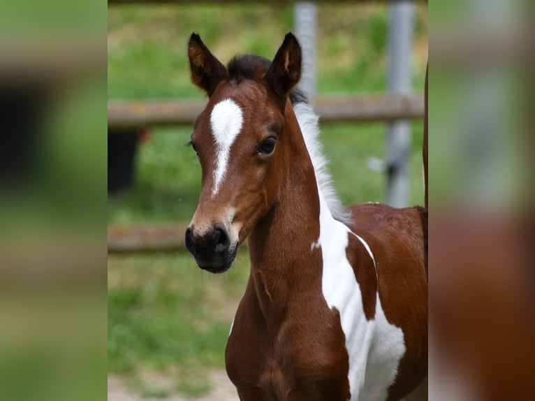 Lewitzer Merrie Veulen (05/2025) 148 cm Tobiano-alle-kleuren in M&#xF6;rsdorf