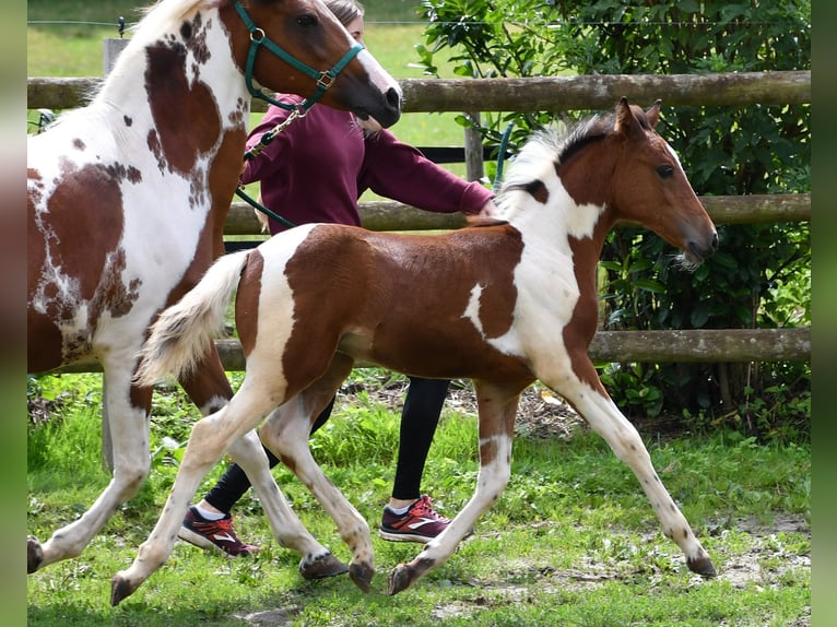 Lewitzer Merrie Veulen (05/2025) 148 cm Tobiano-alle-kleuren in M&#xF6;rsdorf