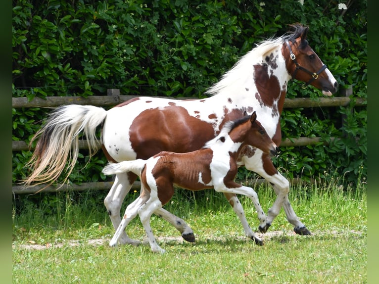 Lewitzer Merrie Veulen (05/2025) 148 cm Tobiano-alle-kleuren in M&#xF6;rsdorf