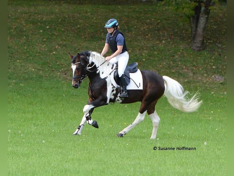 Lewitzer Merrie Veulen (05/2025) 148 cm Tobiano-alle-kleuren in M&#xF6;rsdorf