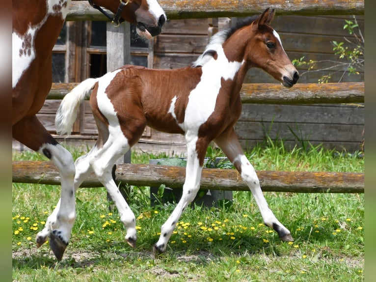 Lewitzer Merrie Veulen (05/2025) 148 cm Tobiano-alle-kleuren in M&#xF6;rsdorf