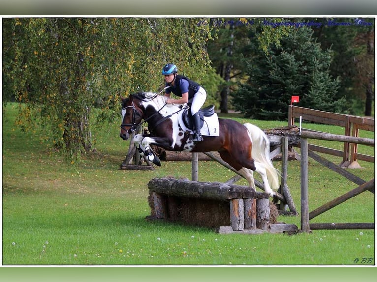 Lewitzer Merrie Veulen (05/2025) 148 cm Tobiano-alle-kleuren in M&#xF6;rsdorf