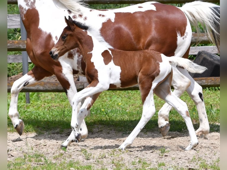 Lewitzer Merrie Veulen (05/2025) 148 cm Tobiano-alle-kleuren in M&#xF6;rsdorf