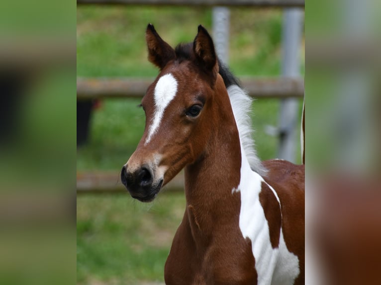 Lewitzer Merrie Veulen (05/2025) 148 cm Tobiano-alle-kleuren in M&#xF6;rsdorf