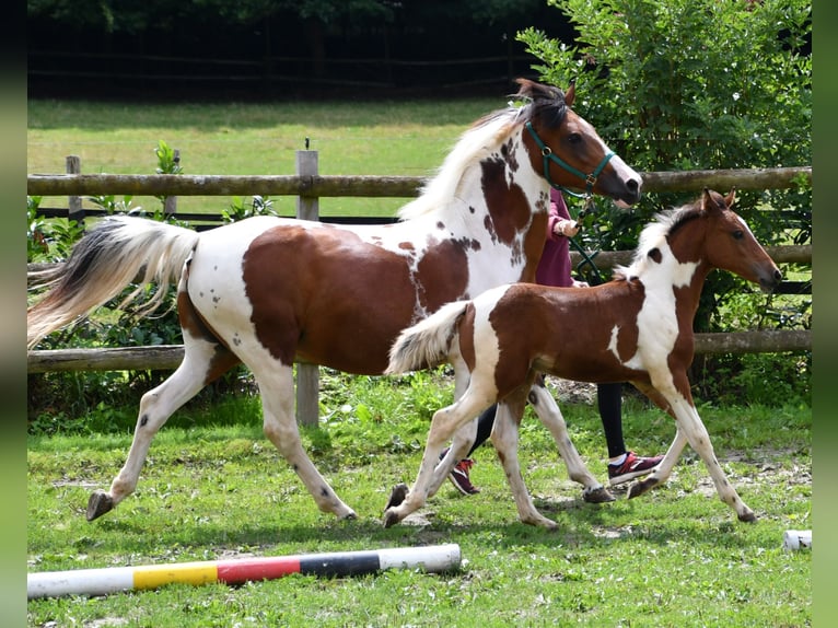 Lewitzer Merrie Veulen (05/2025) 148 cm Tobiano-alle-kleuren in M&#xF6;rsdorf