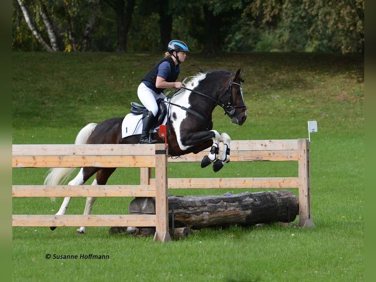 Lewitzer Merrie Veulen (05/2025) 148 cm Tobiano-alle-kleuren in M&#xF6;rsdorf
