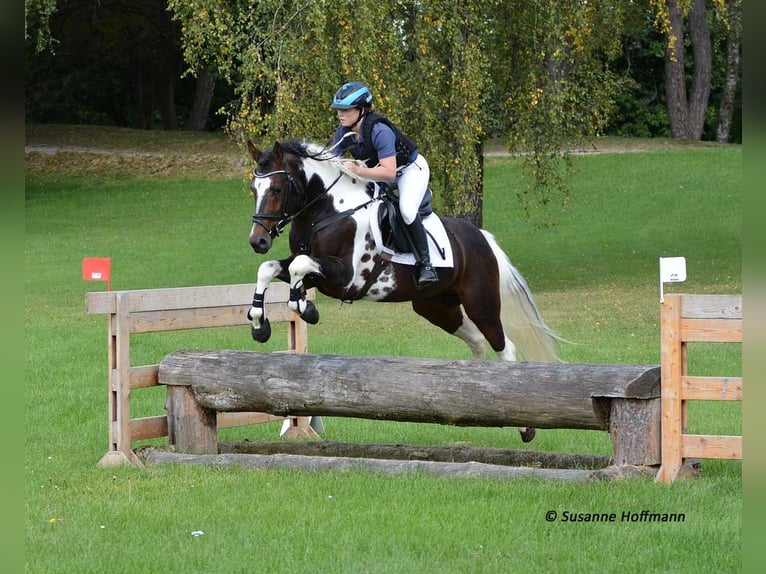 Lewitzer Merrie Veulen (05/2025) 148 cm Tobiano-alle-kleuren in M&#xF6;rsdorf