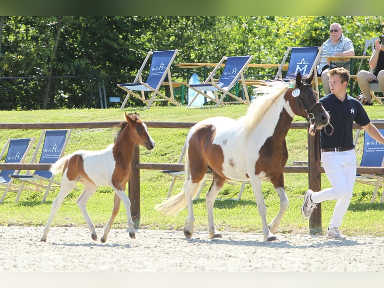 Lewitzer Merrie veulen (05/2024) Gevlekt-paard in Ludwigslust