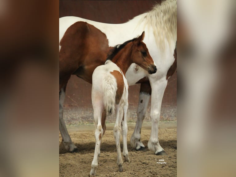 Lewitzer Merrie veulen (05/2024) Gevlekt-paard in Ludwigslust