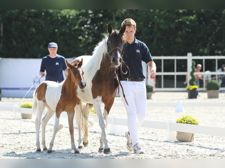 Lewitzer Merrie veulen (05/2024) Gevlekt-paard in Ludwigslust