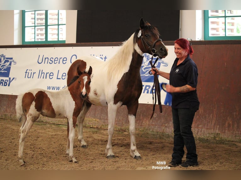 Lewitzer Merrie veulen (05/2024) Gevlekt-paard in Ludwigslust