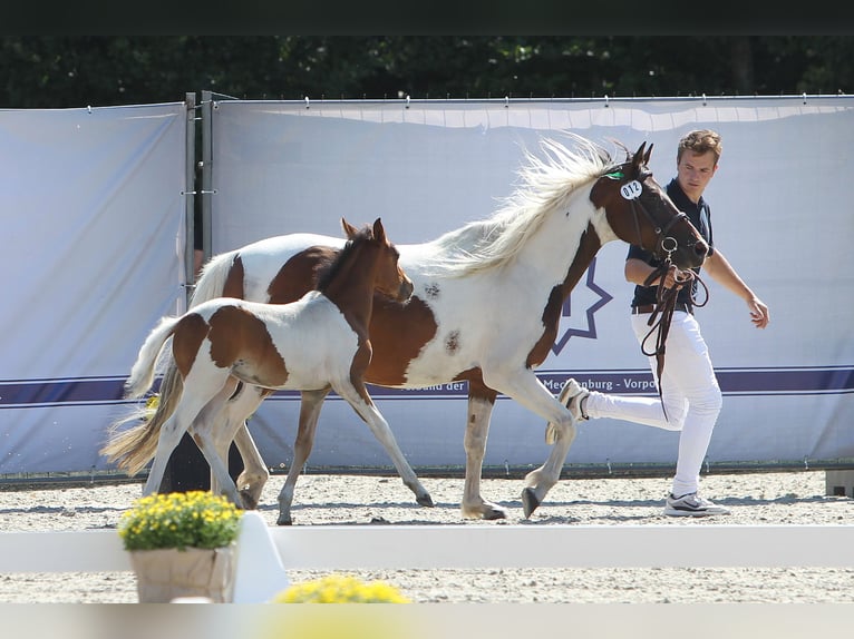 Lewitzer Merrie veulen (05/2024) Gevlekt-paard in Ludwigslust