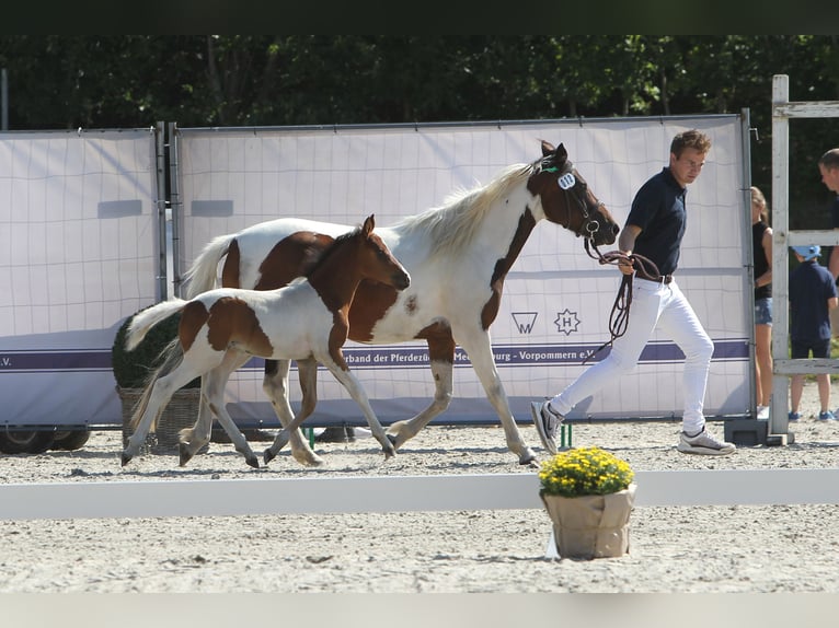 Lewitzer Merrie veulen (05/2024) Gevlekt-paard in Ludwigslust