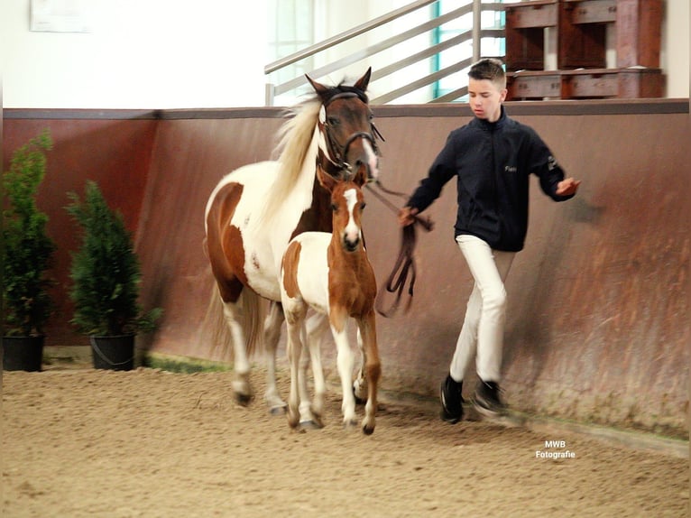 Lewitzer Merrie veulen (05/2024) Gevlekt-paard in Ludwigslust