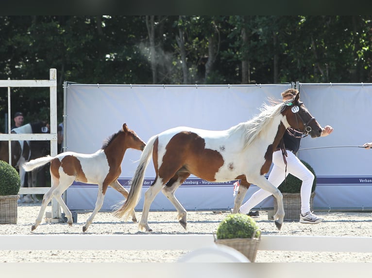 Lewitzer Merrie veulen (05/2024) Gevlekt-paard in Ludwigslust